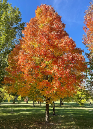 Cosmic Flare - autumn